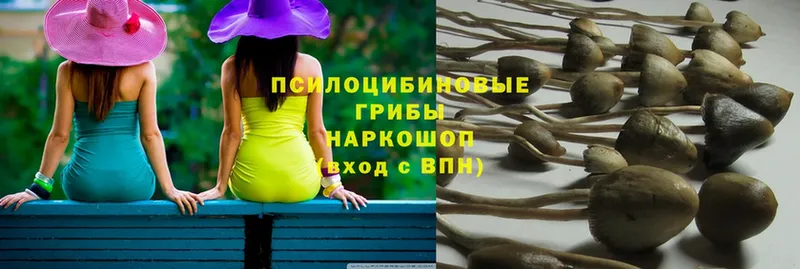 Псилоцибиновые грибы Psilocybe  где продают   Людиново 